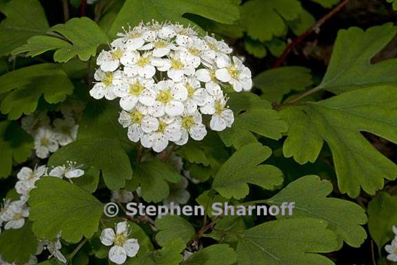 spirea triloba 1 graphic